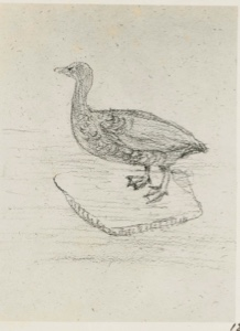 Image of Drawing of Goose